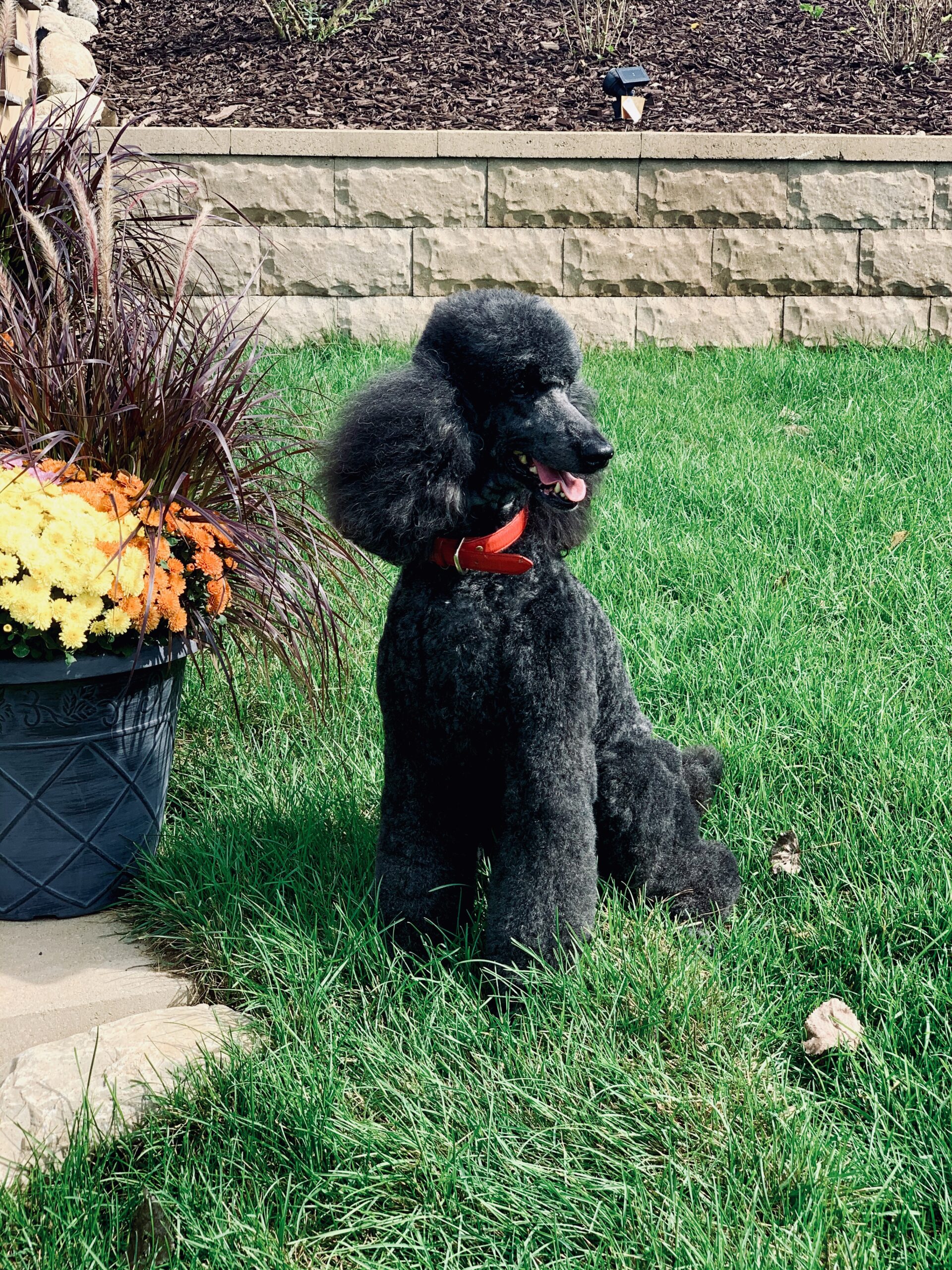 Target Poodle Targa Poodles - targapoodles.com